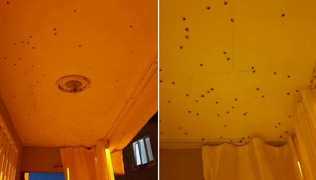 'Vampir Kelebek'ler İstanbul'da