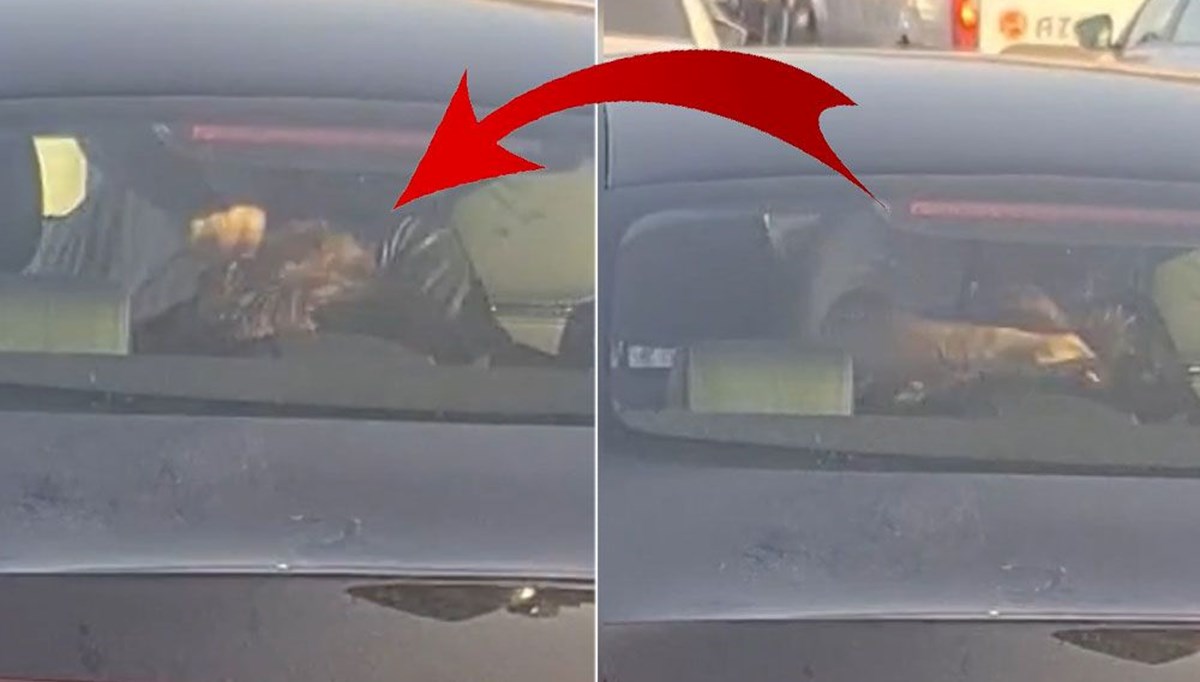 TEM'de dehşet anları: Eşini engelli çocuğunun yanında dövdü TEM'de dehşet anları: Eşini engelli çocuğunun yanında dövdü