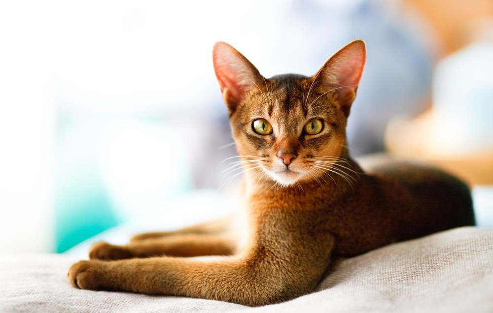 Araştırma: Bütün kedi ırkları içerisinde en saldırganı Van
kedisi - 3