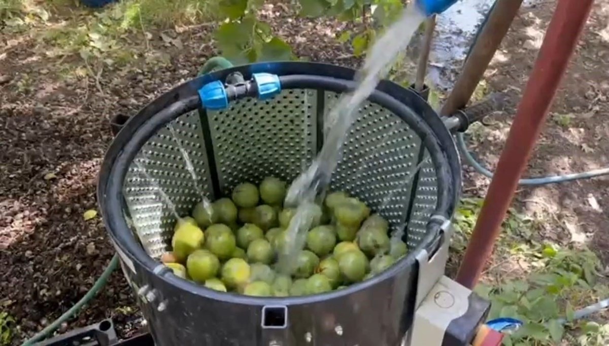 Kilosu 600 liraya kadar çıkıyor: Ünü dünya çapında, hasat başladı