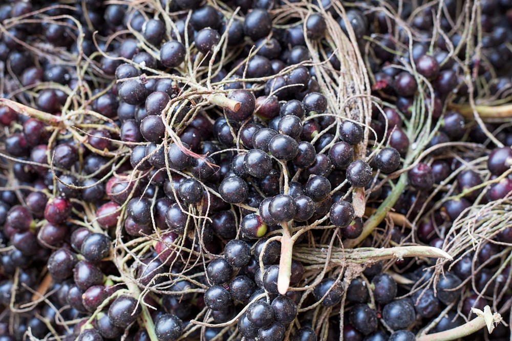 Dünya onu ''süper meyve'' olarak tanıyor! Bilinen en yüksek antioksidan kaynağı: Kanserli hücreleri yüzde 86 oranında öldürüyor - 2