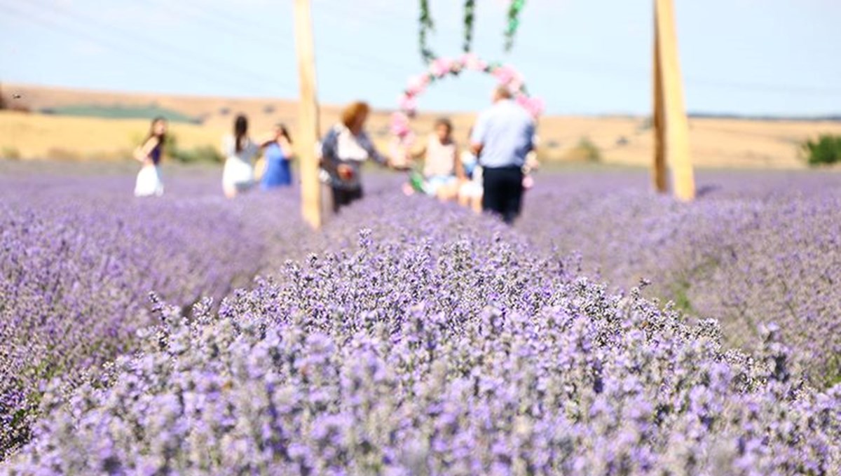 Tekirdağ'daki lavanta tarlaları çok sayıda ziyaretçiyi ağırladı