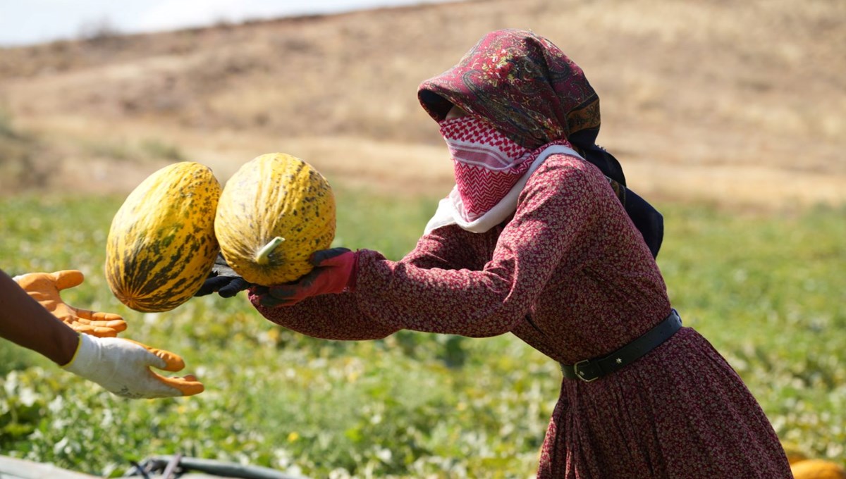 40 derecede hasat: Yüksek verim üreticinin yüzünü güldürdü
