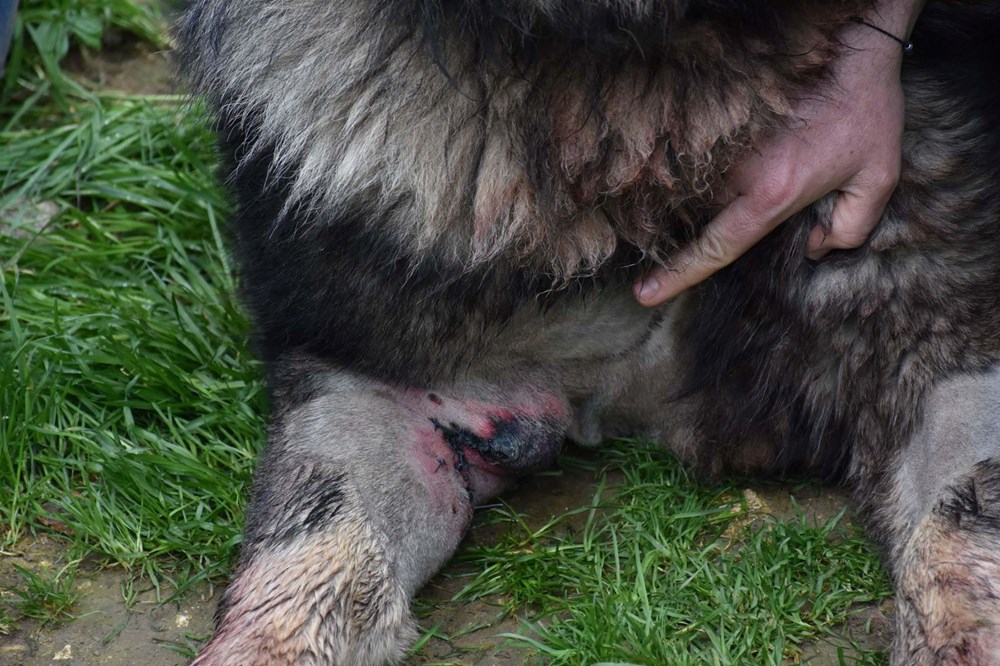 Çalamadığı köpeği pompalı tüfekle vurdu - 3
