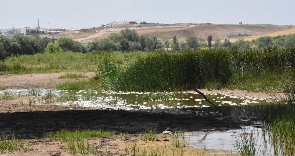 Balıkların, nehir kenarlarında bulunan ağaçlara ve taşlara takıldığı gözlendi. Ölü balıkların bölgede kötü kokuya da neden olduğu belirtildi.