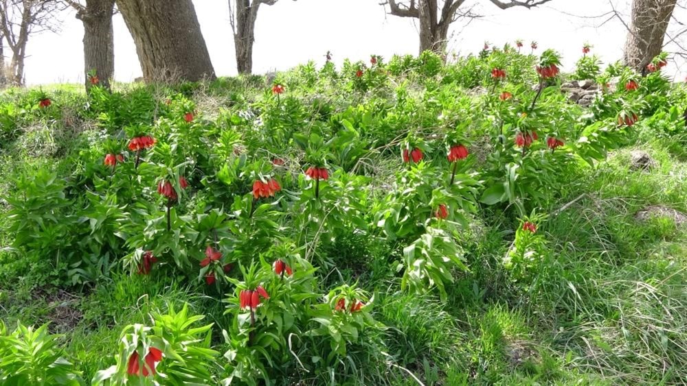 Yılın sadece 20 günü yaşıyor, başında nöbet tutuyorlar: Koparmanın cezası 244 bin lira! - 5