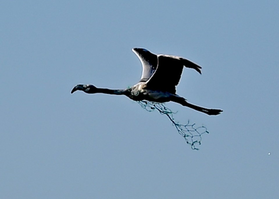 Flamingo boynuna takılan balıkçı ağıyla uçmaya çalıştı! - 1