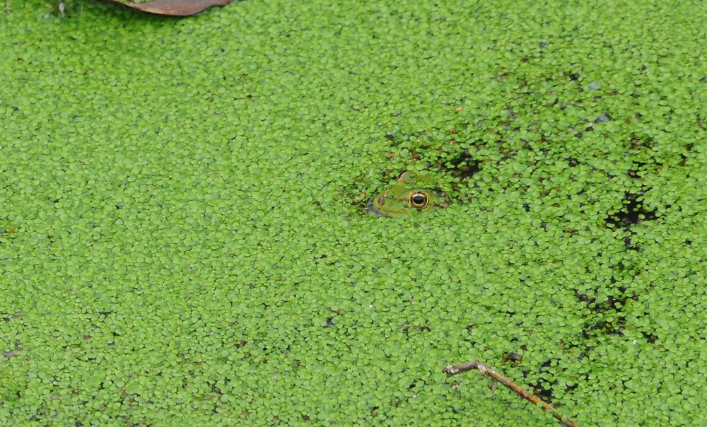 Kocaeli'deki derenin rengi yeşile döndü: 'İlk defa böyle bir şey görüyorum' - 8