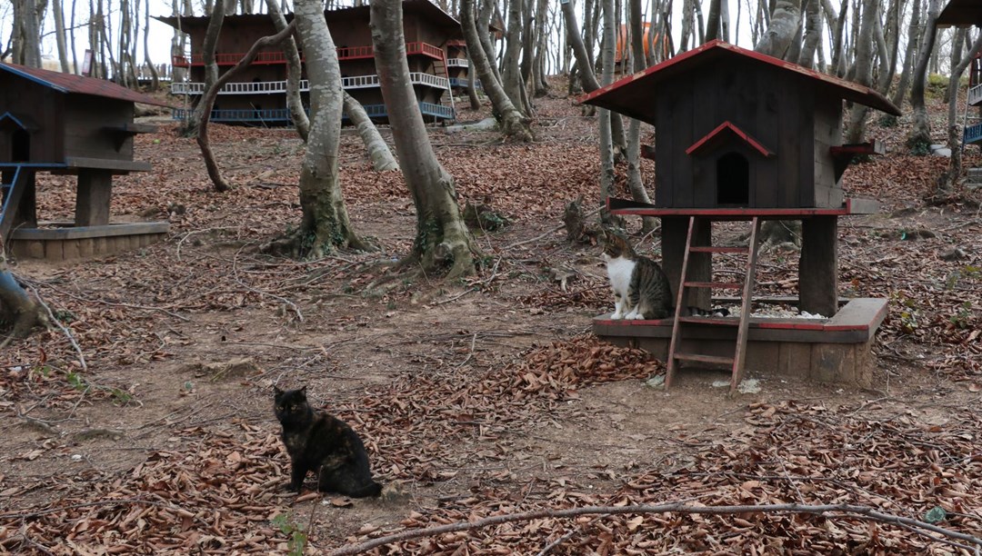 Sokak kedileri için �Kedi kasabası� NTV