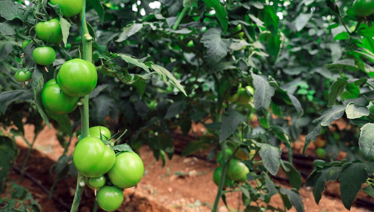 Domatesin kilosu 10 liraya çıktı