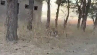 Kars'ta tilkiler yerleşim yerlerinde cirit atıyor