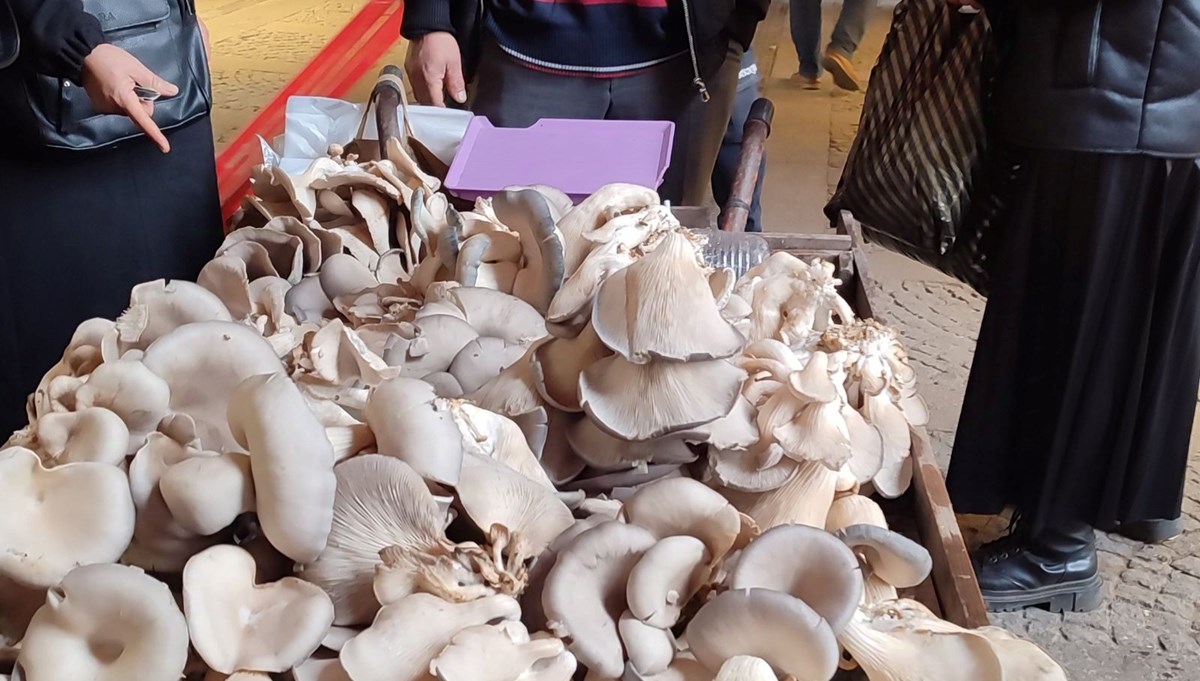 Kilosu 150 TL'ye satılıyor: Kanser hastalarının favori besini, Maraşlı vatandaşın geçim kaynağı oldu Kilosu 150 TL'ye satılıyor: Kanser hastalarının favori besini, Maraşlı vatandaşın geçim kaynağı oldu