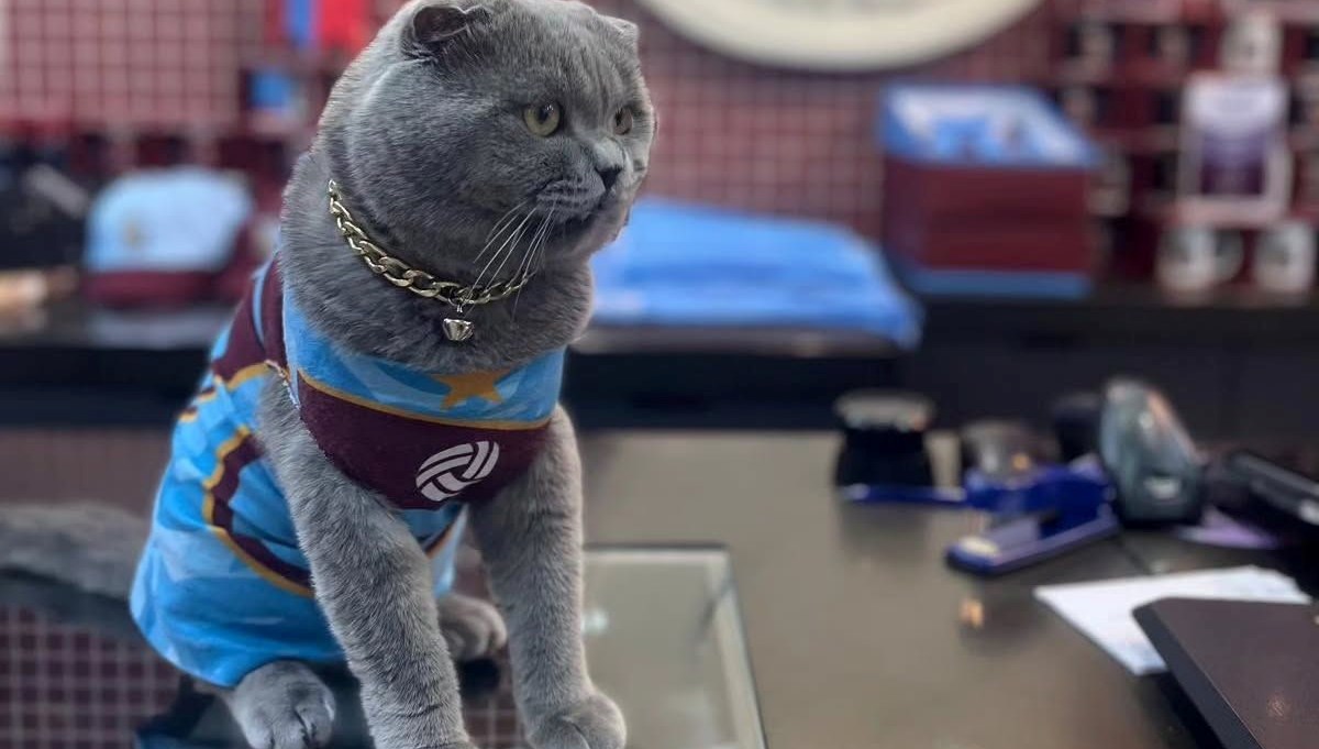 Trabzonsporlu fenomen kedi Tom'un stadyuma alınması için çağrı Trabzonsporlu fenomen kedi Tom'un stadyuma alınması için çağrı