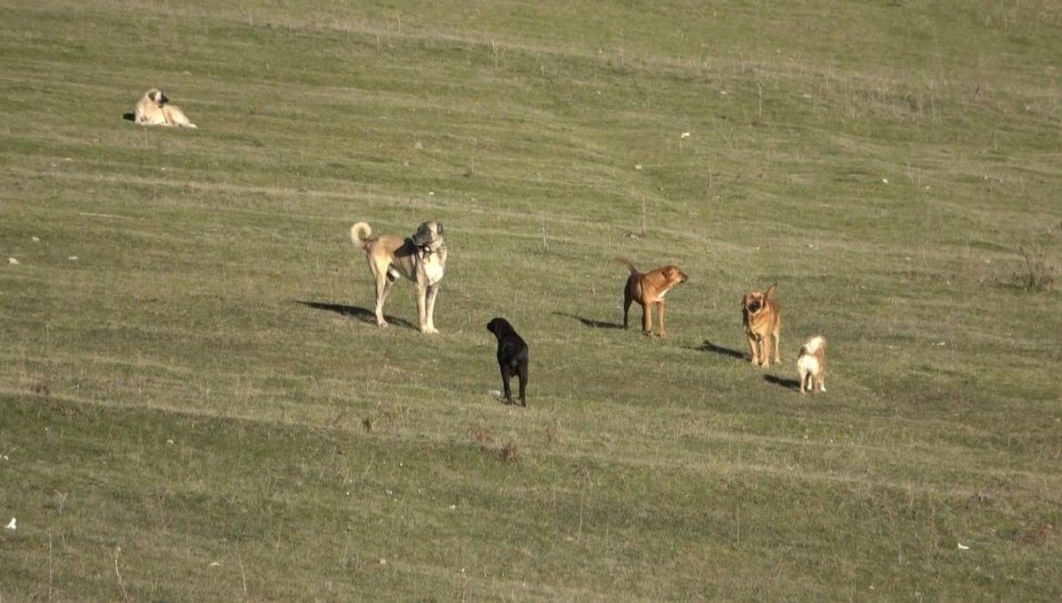 Samsun'un kırsal mahallelerinde başıboş köpek istilası: Mahalleli korku içinde