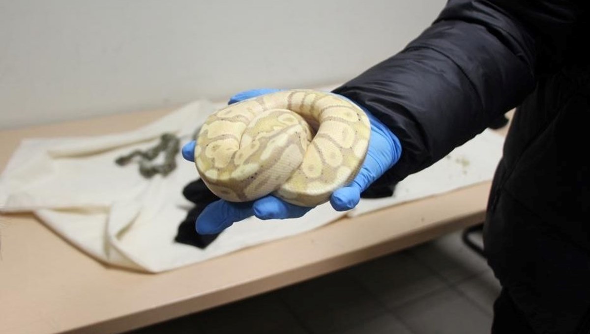 Türkiye’ye gelen trende 33 piton yakalandı Türkiye’ye gelen trende 33 piton yakalandı