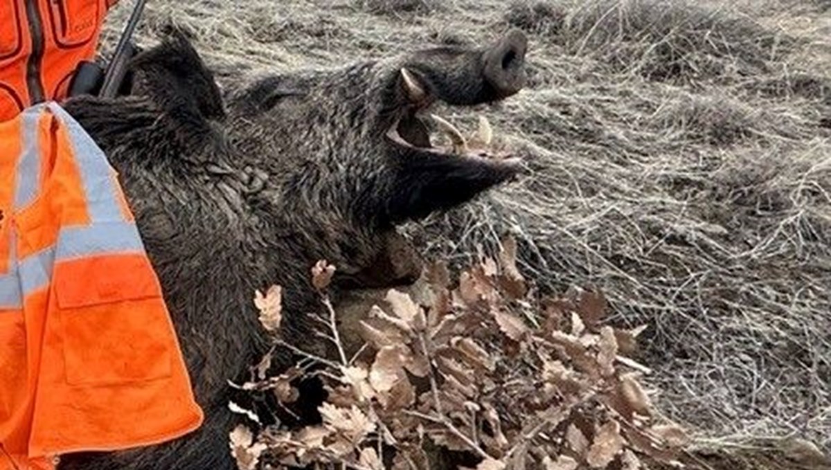 Elazığ’da avlandı: Tam 250 kilo ağırlığında Elazığ’da avlandı: Tam 250 kilo ağırlığında