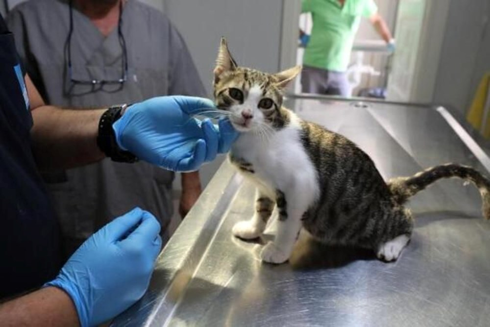 Evcil hayvanı olanlar dikkat! Bu tarihe kadar yaptırmayanlar ceza ödeyecek (2022 evcil hayvan çip taktırma uygulaması) - 3