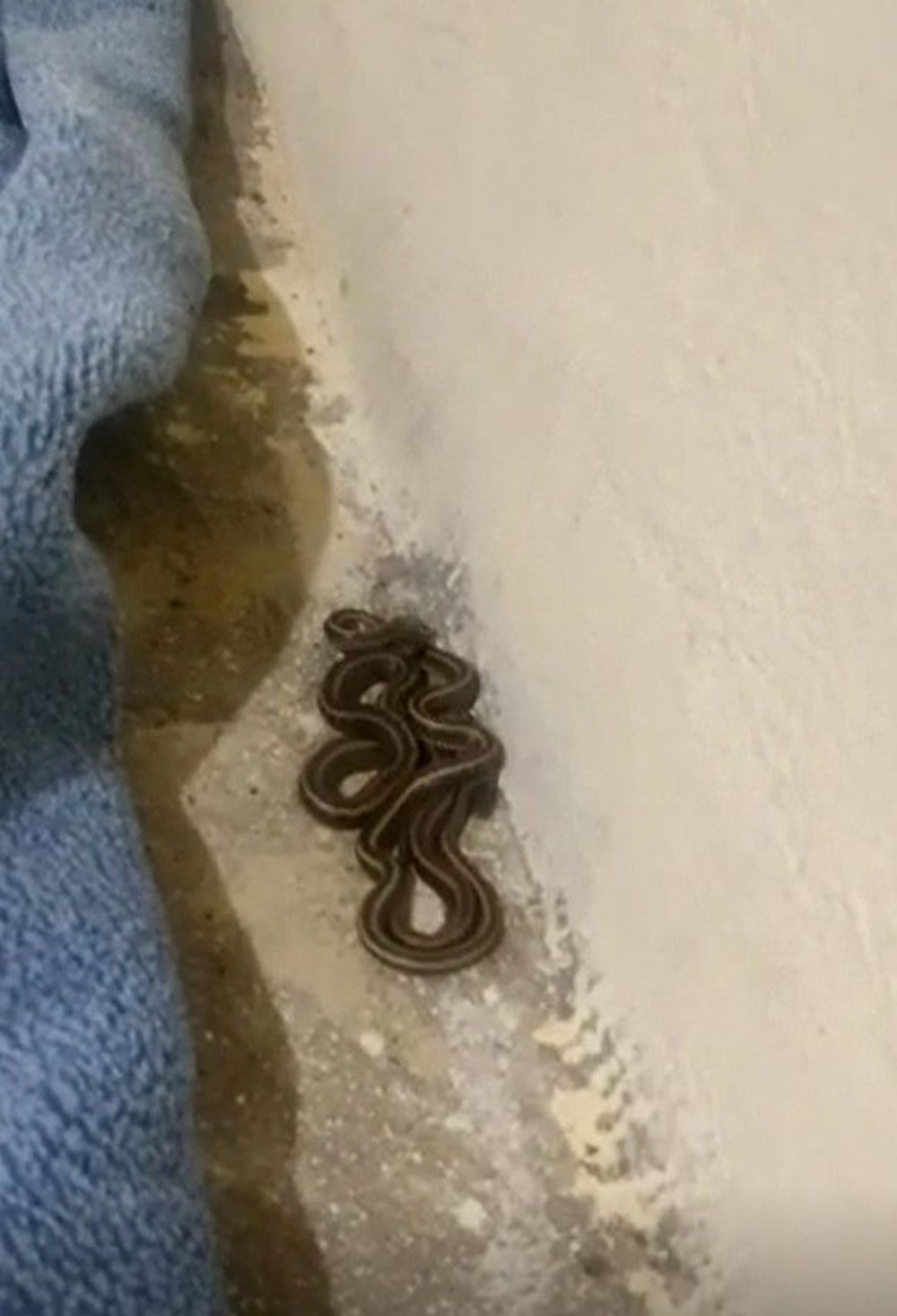 Bir evden 100 yılan çıktı - 5