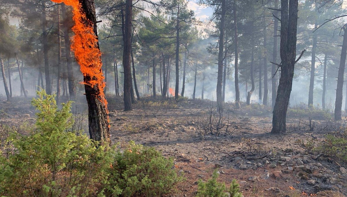 Ormana yıldırım düştü