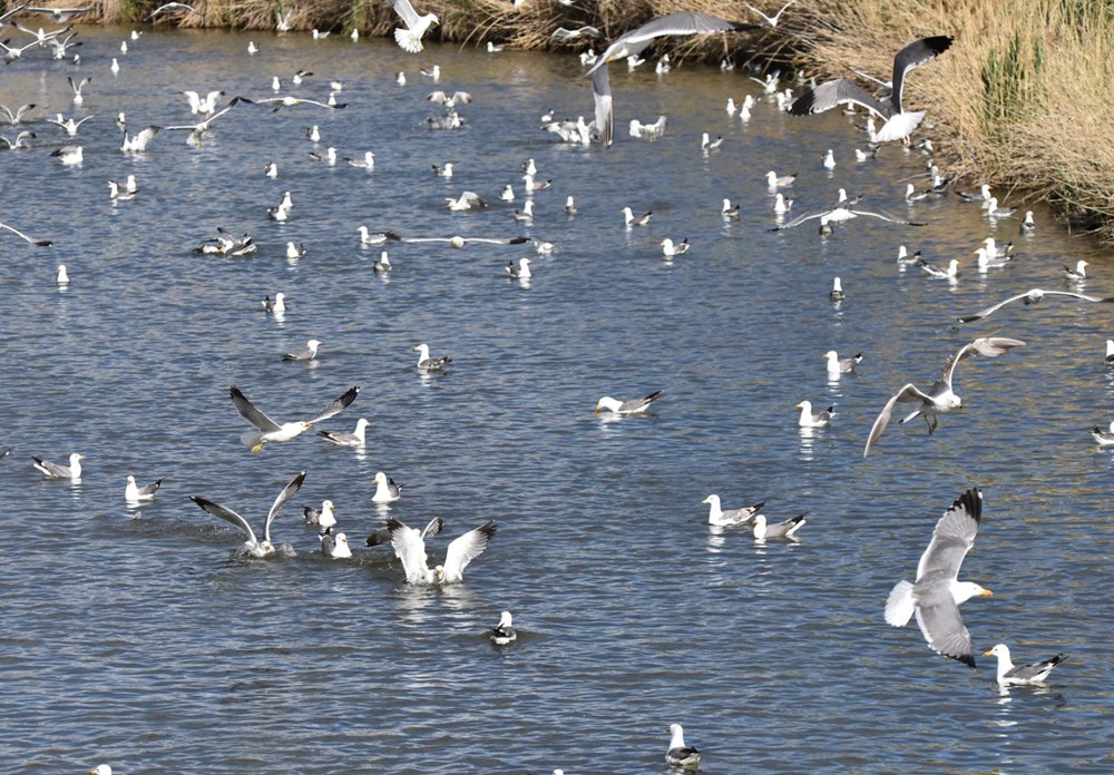Bu balıkları avlamak sadece martılara serbest - 7