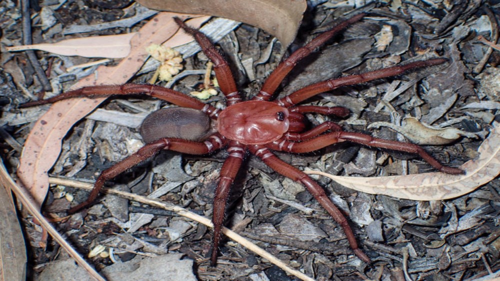 Avustralya’da yeni örümcek türü keşfedildi: Onlarca yıl hayatta kalıyor - 6