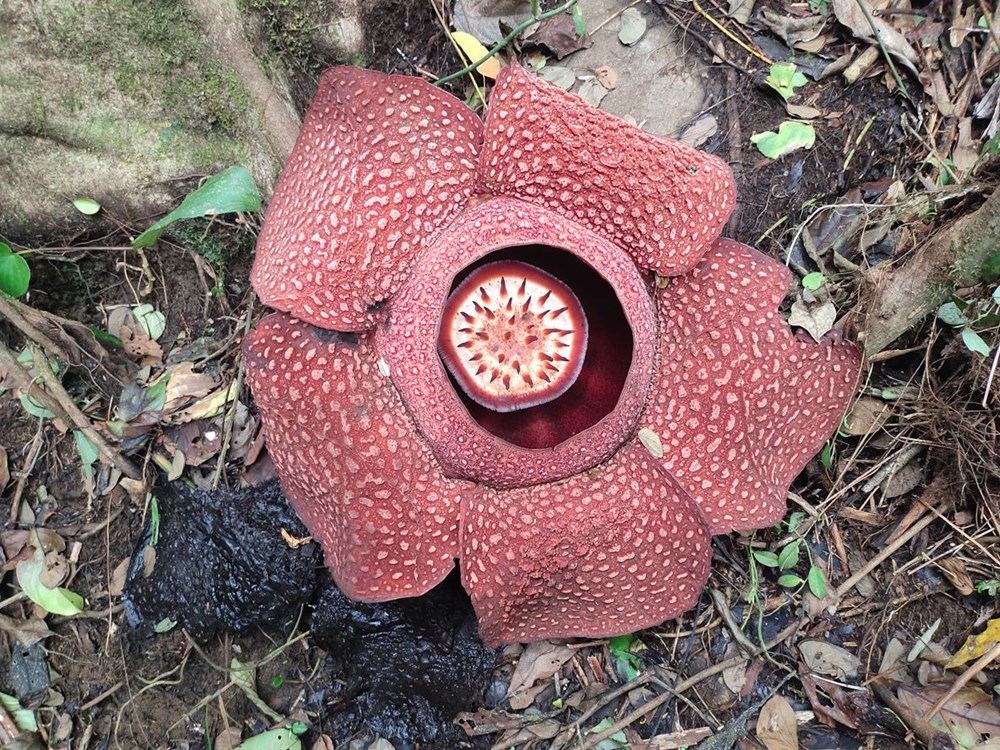 Dünyanın en büyüğü: Endonezya’da ceset çiçeği olarak da
bilinen 'Rafflesia arnoldii' açtı - 14