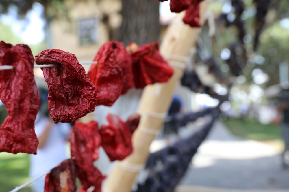 GastroAntep Festivali, fıstık hasadı ve şire yapımı ile başladı - 13