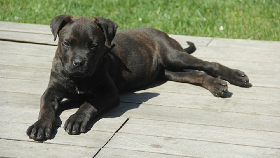 Yavru köpek 'Dora'yı yere çarparak öldüren kişi için istenen ceza belli oldu - 1