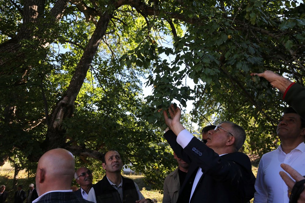 Dünyanın en yaşlı armut ağacı: 1100 yıldır meyve veriyor - 2