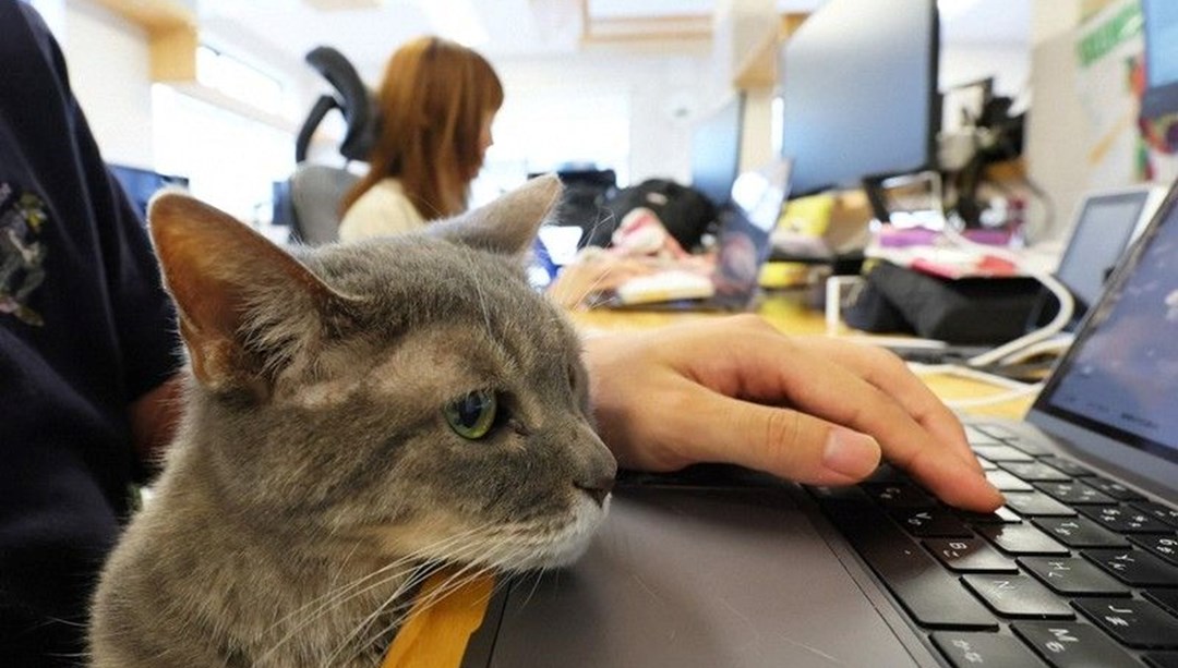 Bu ofiste kediler de çalışıyor: "Günün tüm stresini alıyorlar"