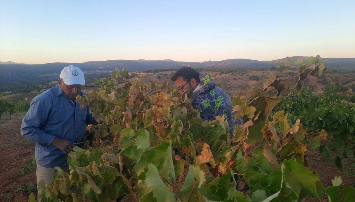Hasat mevsiminde sona gelindi: Çiftçinin sıfır maliyetli çözümü