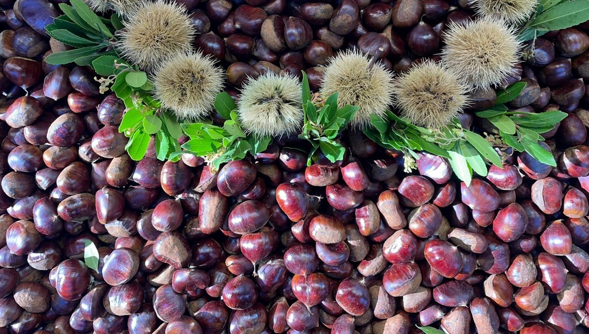 Uzmanı Uzmanı