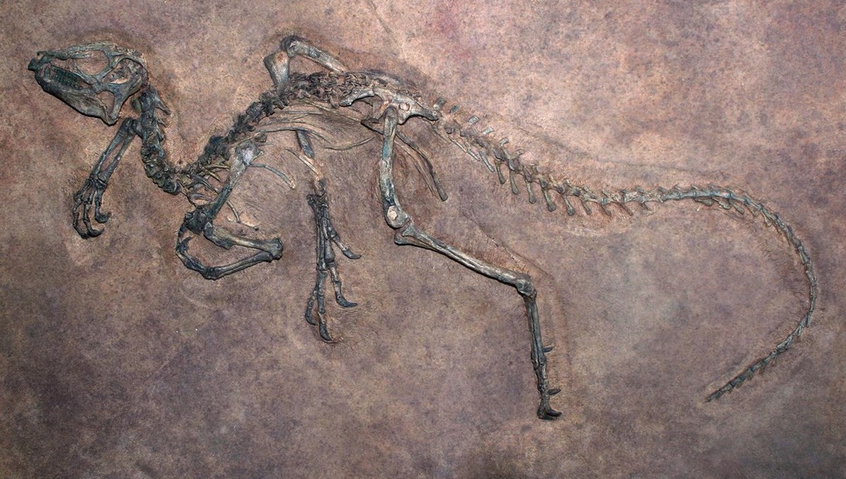 Araştırma: Dünyanın en uzun dinozoru bulunmuş olabilir