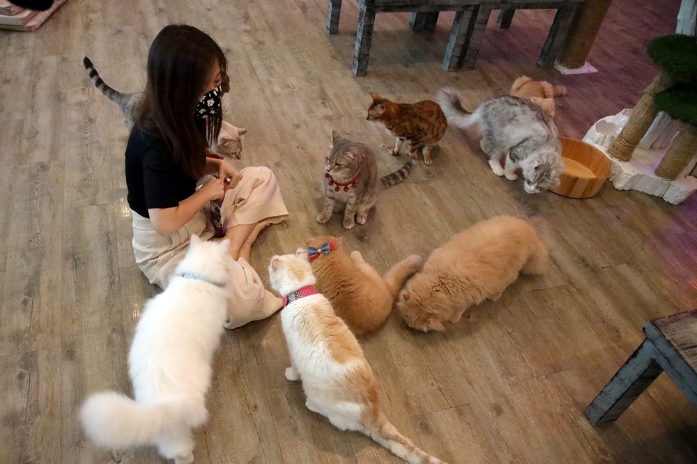 Tayland�daki Kedi Cafe karantina sonrası tekrar açıldı NTV
