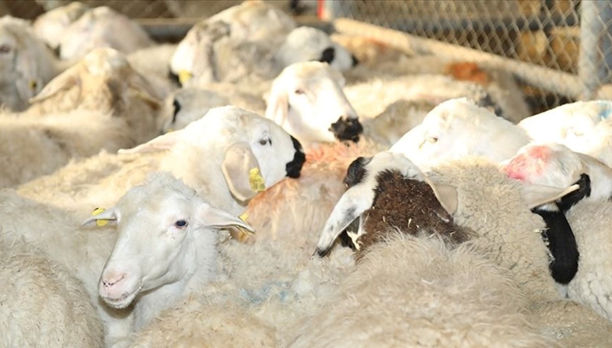 Depremden etkilenen illerde küçükbaş ve kanatlı hayvan ile arı dağıtımları tamamlandı