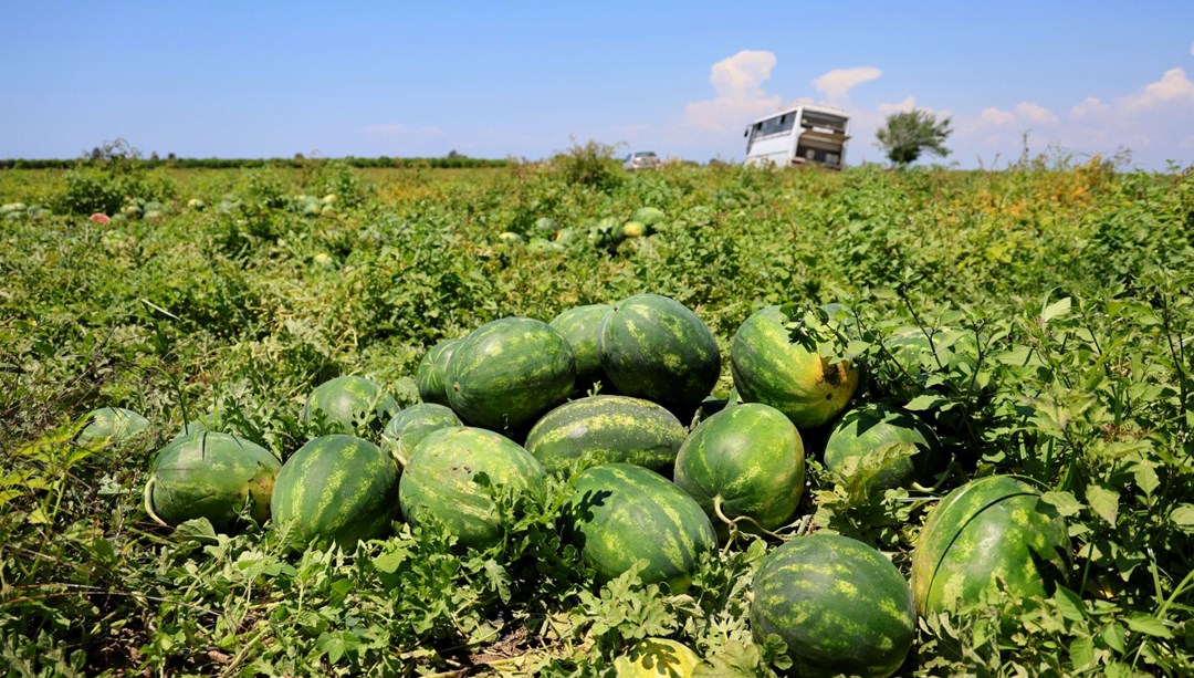 Tarlada kilosu 9-10 liraya geriledi: Hasat devam ediyor
