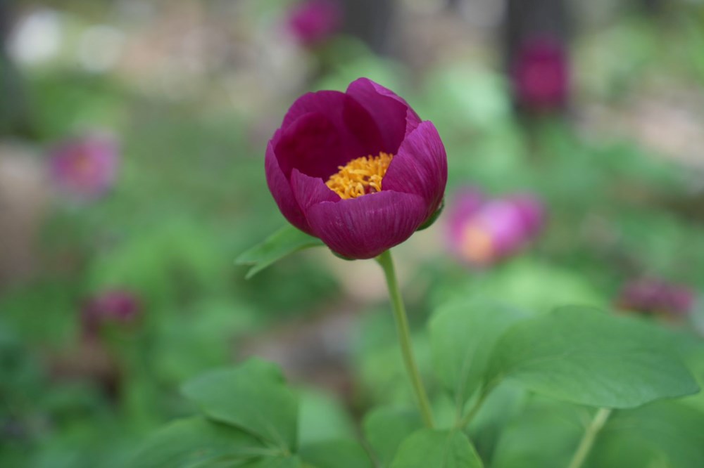 Türkiye'de 7 türü bulunuyor: Koparmanın cezası 557 bin TL - 4