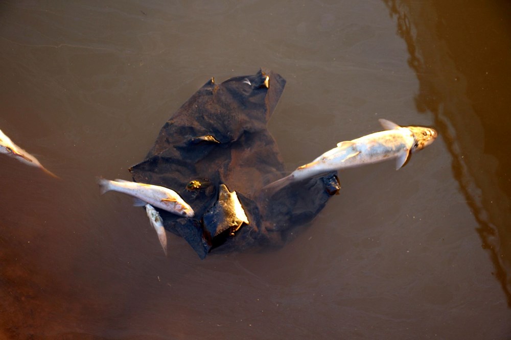 Kızılırmak'ta toplu balık ölümlerinin nedeni belli oldu - 2