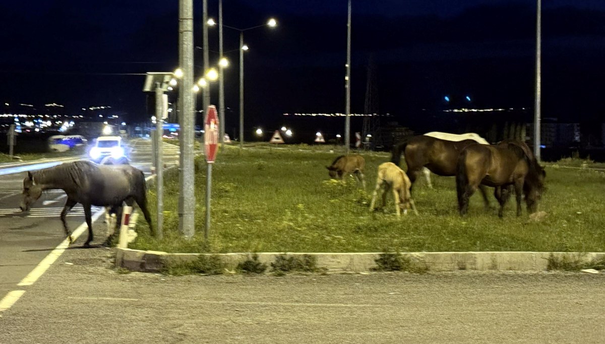 Yiyecek bulamayan atlar karayoluna indi