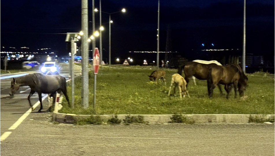 Karayolunda yılkı atı sürprizi