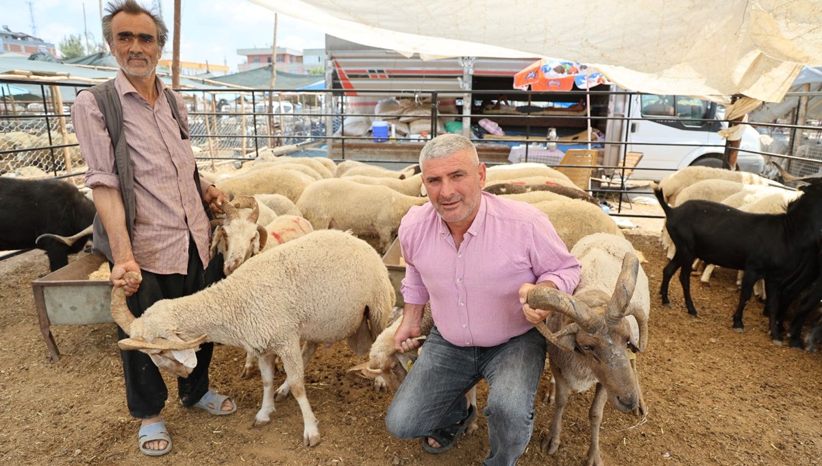 Kurban pazarının gözdesi oldu: 4 boynuzlu koçlar