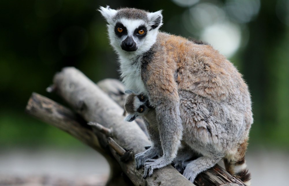 Bursa'daki lemur ailesi büyüyor - 1