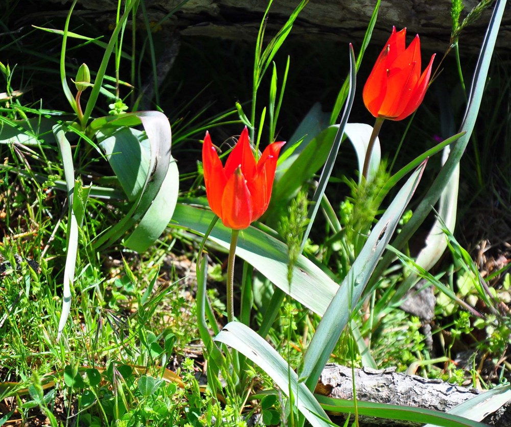 Yalnızca 10 gün canlı kalabiliyor: Koparmanın cezası 557 bin TL 76 0BsaAnTV3Uuu4FJviyR6gg