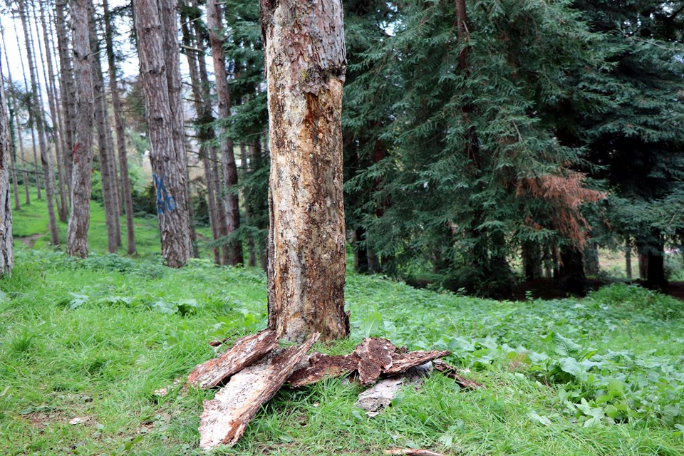 Atatürk Köşkü Ormanı'nda 1 milyondan fazla zararlı böcek tespit edildi - 2