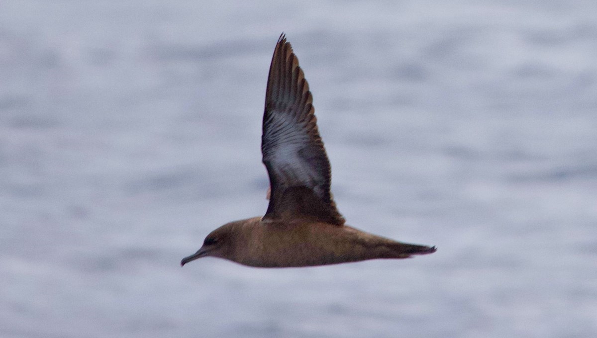 Okyanuslarda yaşayan 'kül rengi yelkovan kuşu' Türkiye'de ilk kez Hatay'da gözlemlendi