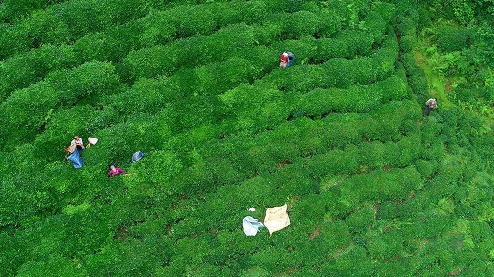 ÇAYKUR emekçi alımı kura çekimi ne vakit? Personel alımı kura takvimi 73