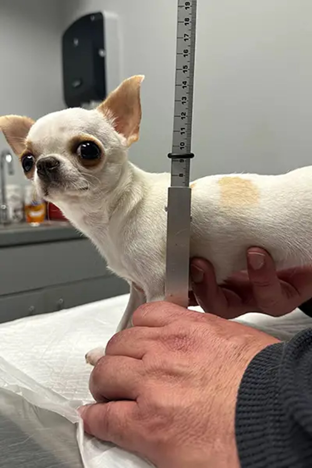 Dünyanın en kısa köpeği Pearl Guinness Rekorlar Kitabı'nda - 4
