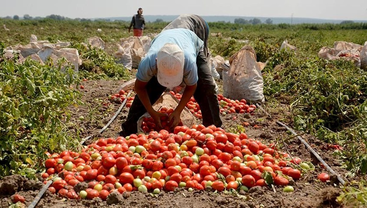 Salçalık domateste fiyat krizi Salçalık domateste fiyat krizi