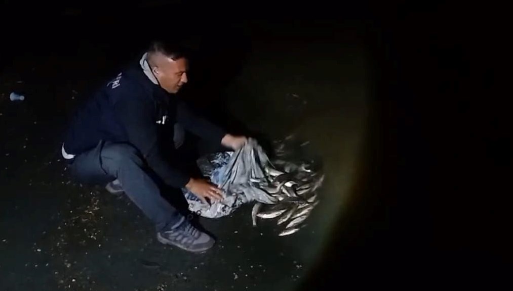 Kaçak avlanan inci kefalleri suya geri salındı