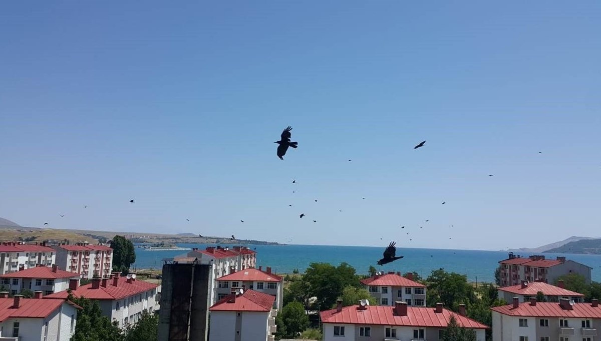Kargaların sayısı arttı, halk tarlalarda nöbete başladı Kargaların sayısı arttı, halk tarlalarda nöbete başladı